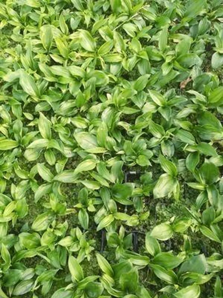 Couvre-sol ombre Disporopsis pernyi - 6 plants en pot 9x9 cm frais