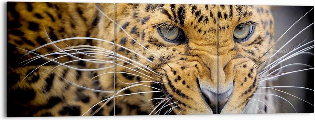 Bild auf Leinwand - Leinwandbild - Leopard tier savanne afrika - 150x50cm - Wand Bild - Wanddeko - Leinwanddruck - Bilder - Kunstdruck - Wanddekora...