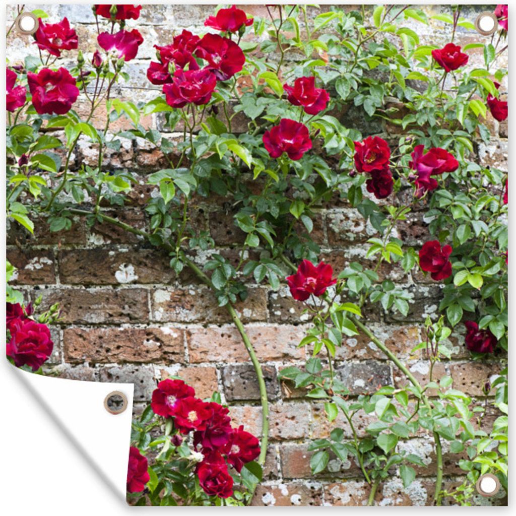 MuchoWow 50x50 cm Outdoor-Poster Gartendeko Sichtschutz Garten Poster für den Garten Kletterpflanze mit roten Blüten an einer Steinmauer