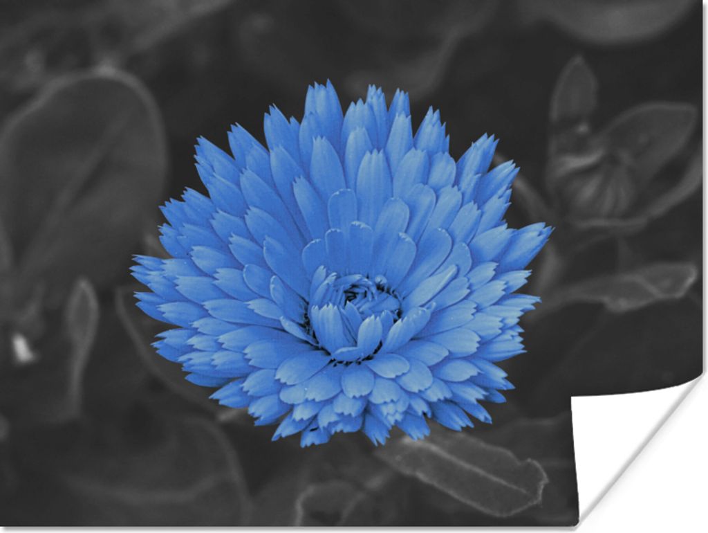 MuchoWow Poster Blumen - Schwarz - Weiß - Blau 80x60 cm - Kunst für zu Hause