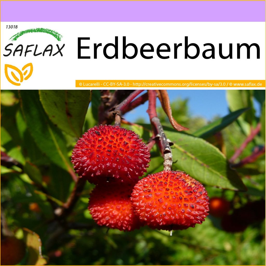SAFLAX Arbutus unedo 50 Samen Erdbeerbaum 