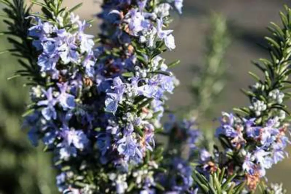 Romarin Rampant pour Muret et Jardinière - Rosmarinus Prostratus Pot