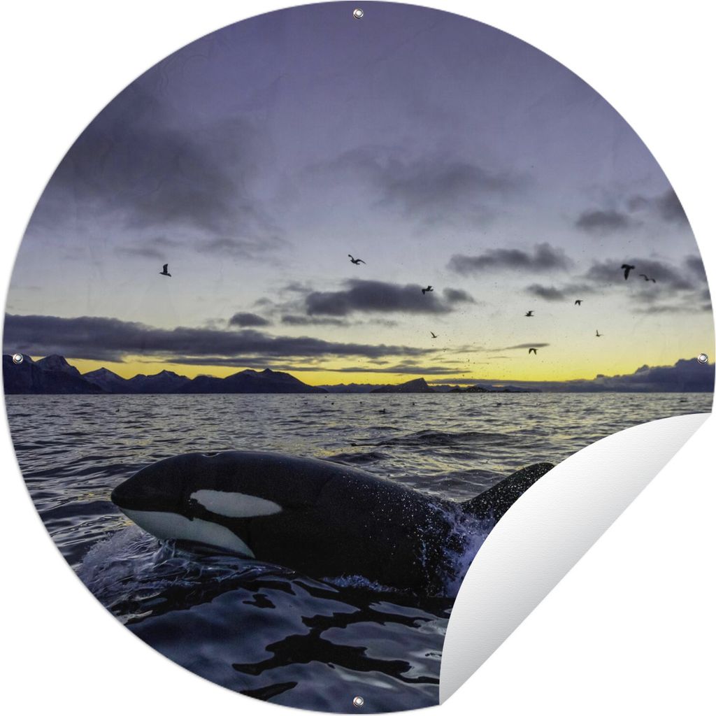 MuchoWow Gartenposter Outdoor-Poster Rund Orca bei Sonnenaufgang Ø 60 cm Gartendeko Rundes Poster draußen