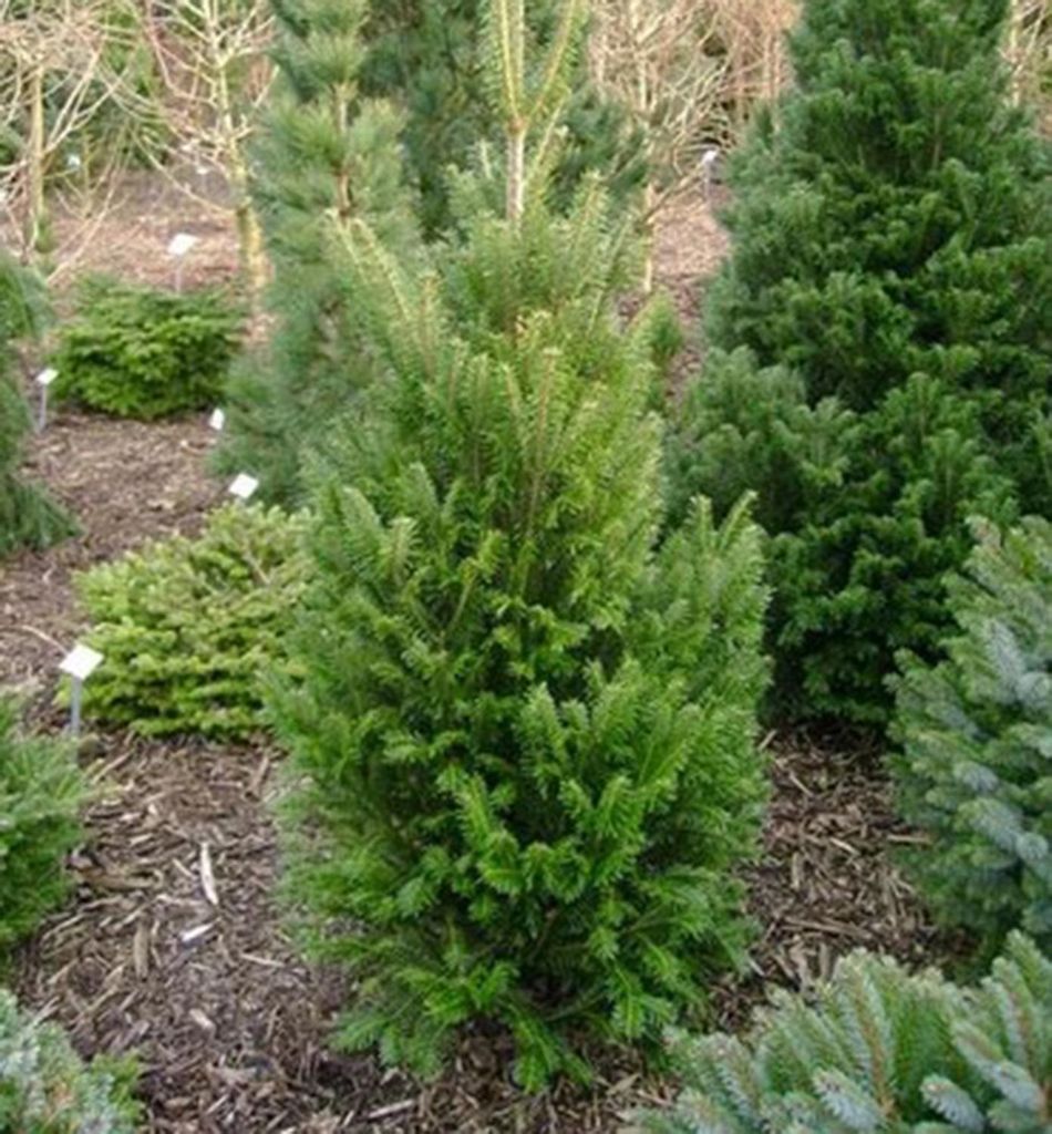 Korea-Tanne ́FASTIGIATA ́ 50-60 cm, Cont. 7,5 l