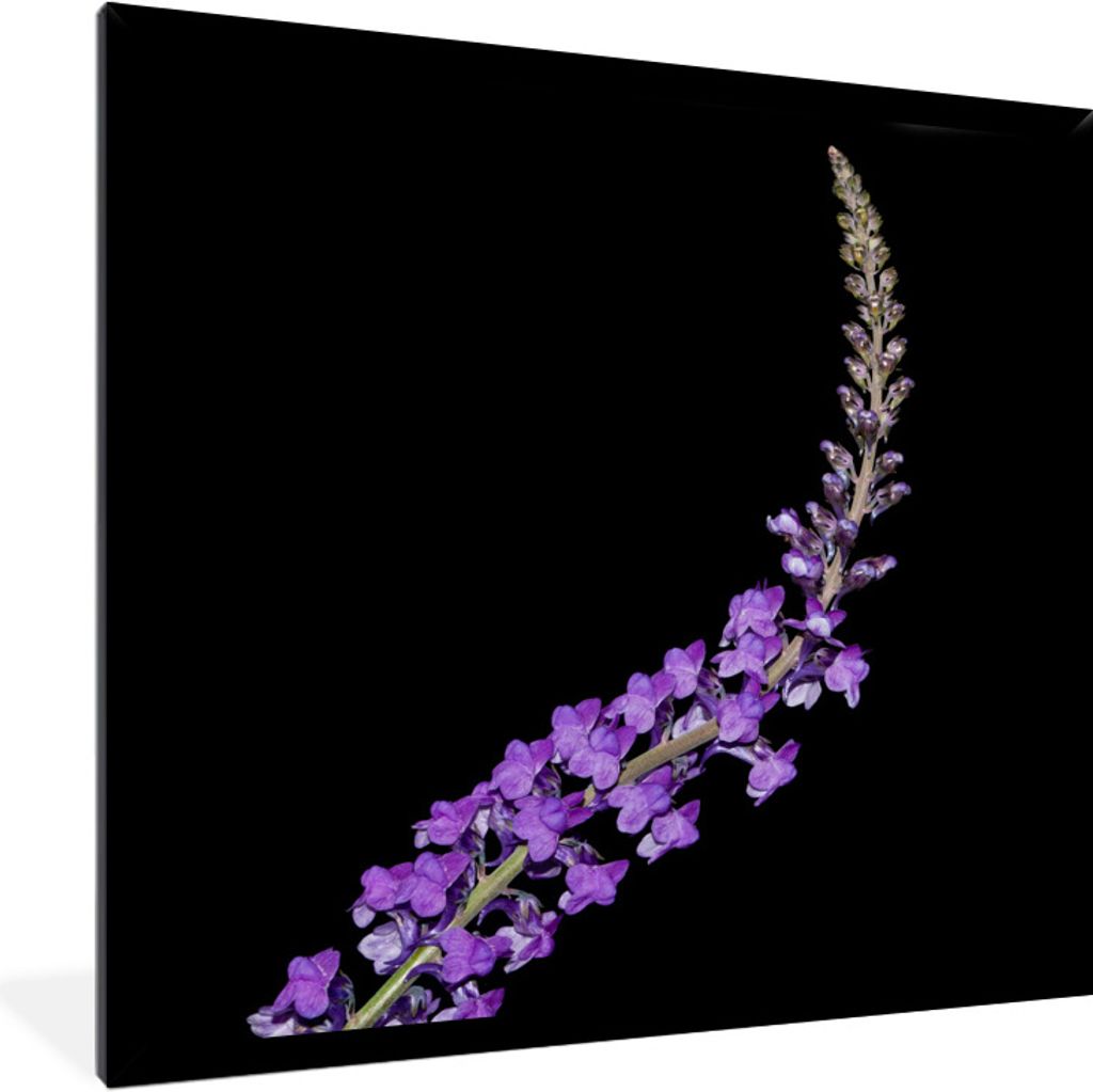 MuchoWow® Gerahmtes Poster Einzelner lila Lavendel auf Produktbild 