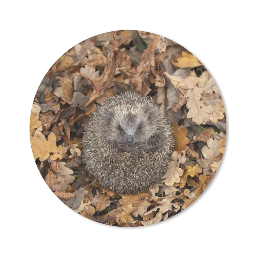MuchoWow Mauspad Mousepad Igel - Herbst - Laub 20x20 cm - Mousepads - Maus Mat - Pad - Mausunterlage - Schreibtischmatte