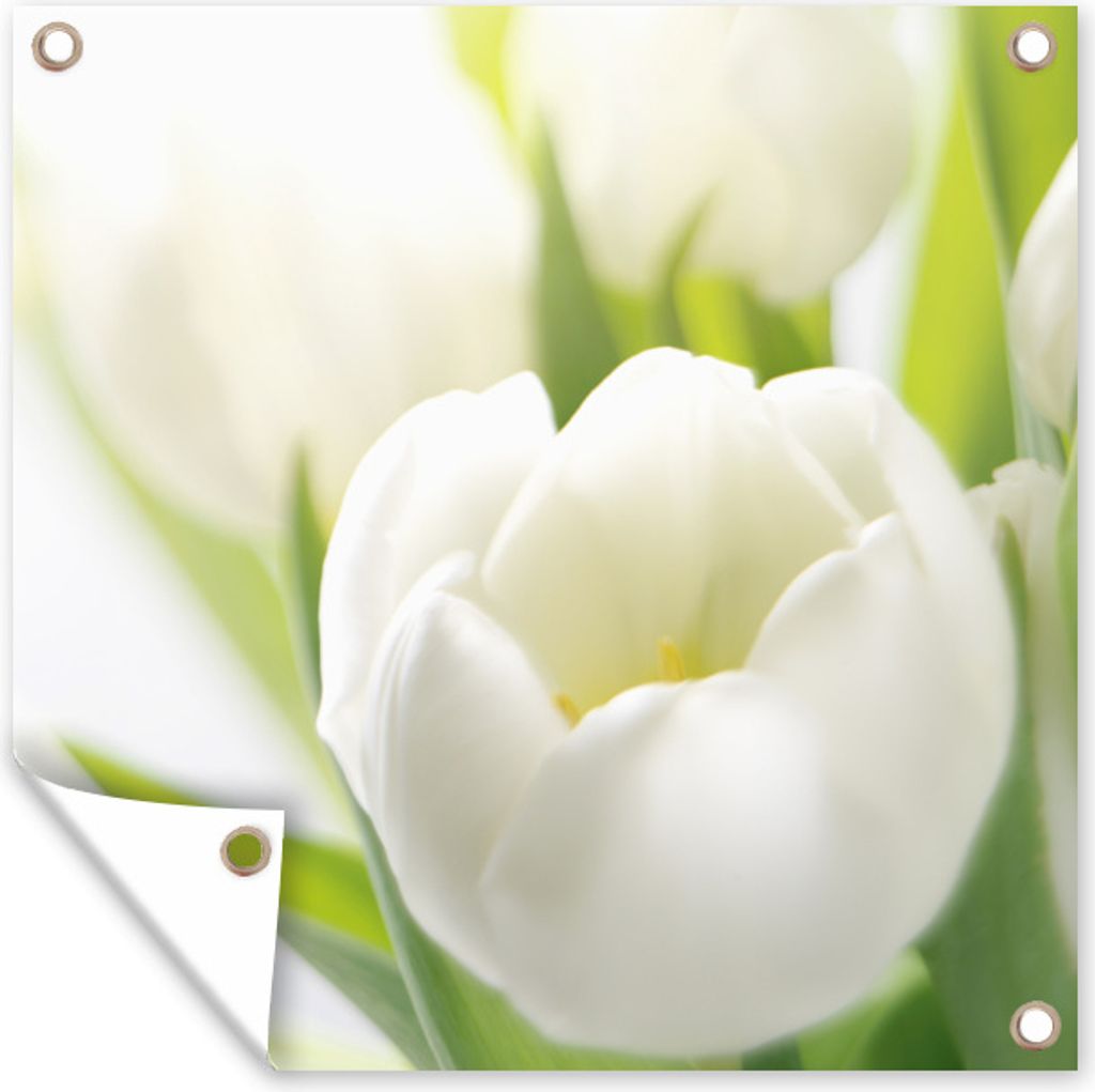 MuchoWow 50x50 cm Outdoor-Poster Gartendeko Sichtschutz Garten Poster für den Garten Nahaufnahme einer weißen Tulpe