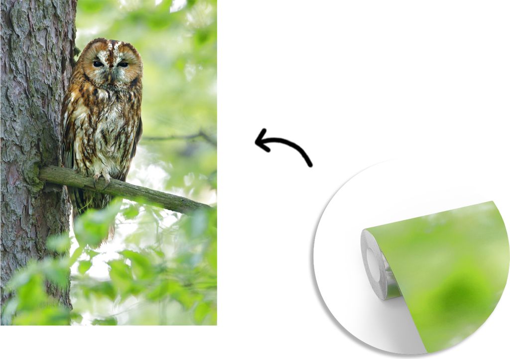 MuchoWow Fototapete für Wohnzimmer oder Schlafzimmer Wandtapete Vinyl Motivtapete Waldkauz auf einem Ast im Baum - 150x220 cm - Wandbilder