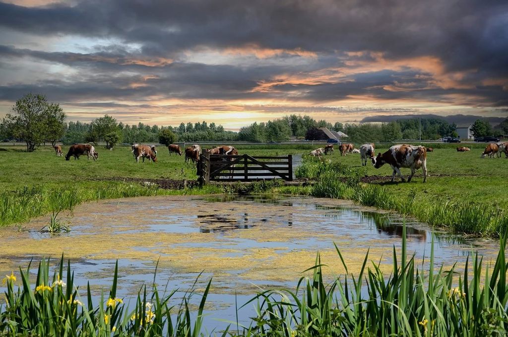 Induktionsschutz | Herdenübergang | 80 x 52 cm