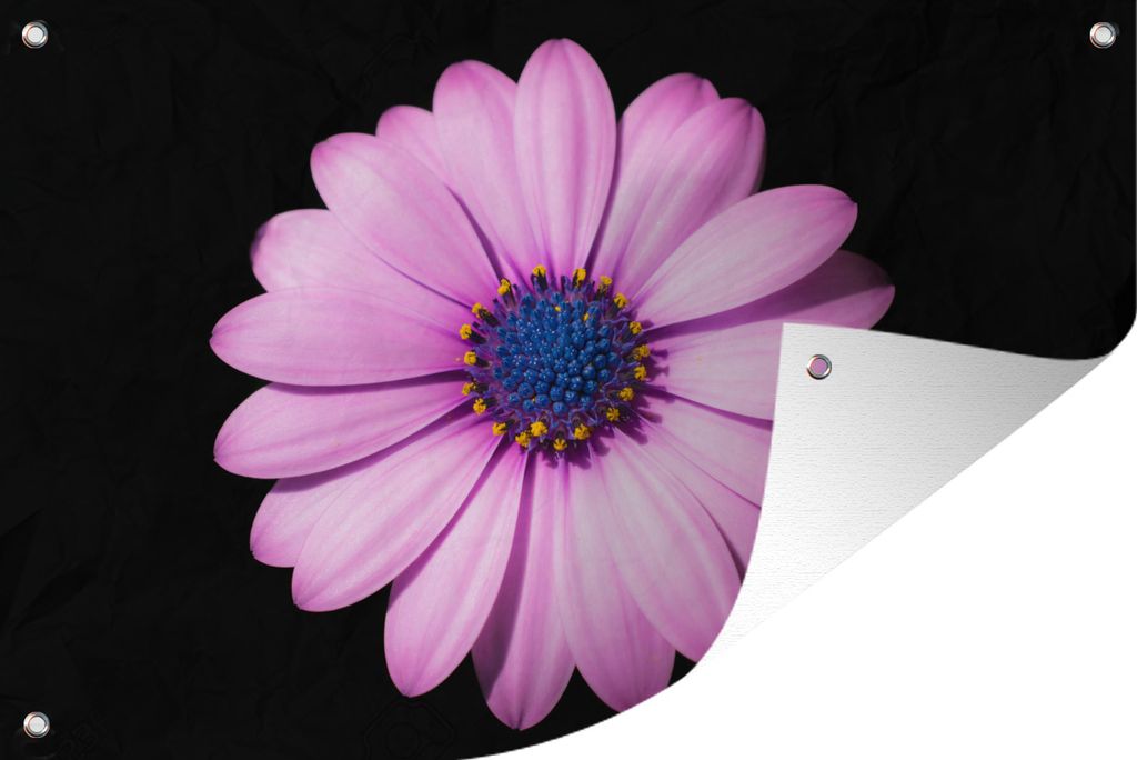 MuchoWow 90x60 cm Outdoor-Poster Gartendeko Sichtschutz Garten Poster für den Garten Gänseblümchen - Blume - Rosa