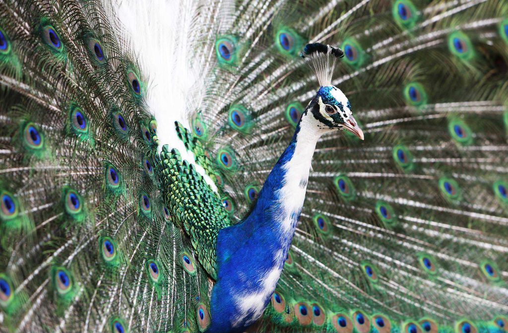 hansepuzzle 12259 - Vogel-Pfau Puzzle, 500 Teile, Tierwelt, 46,0 x 30,0cm mit hochwertiger Aufbewahrung, Kartonbox und wiederverschließbarem Beutel