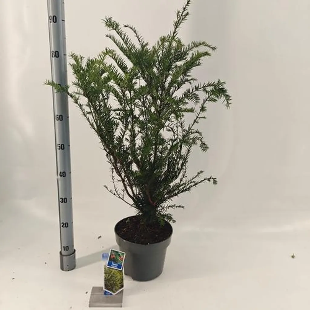 If européen Taxus baccata 70/80 cm : Arbuste de haie dense en pot