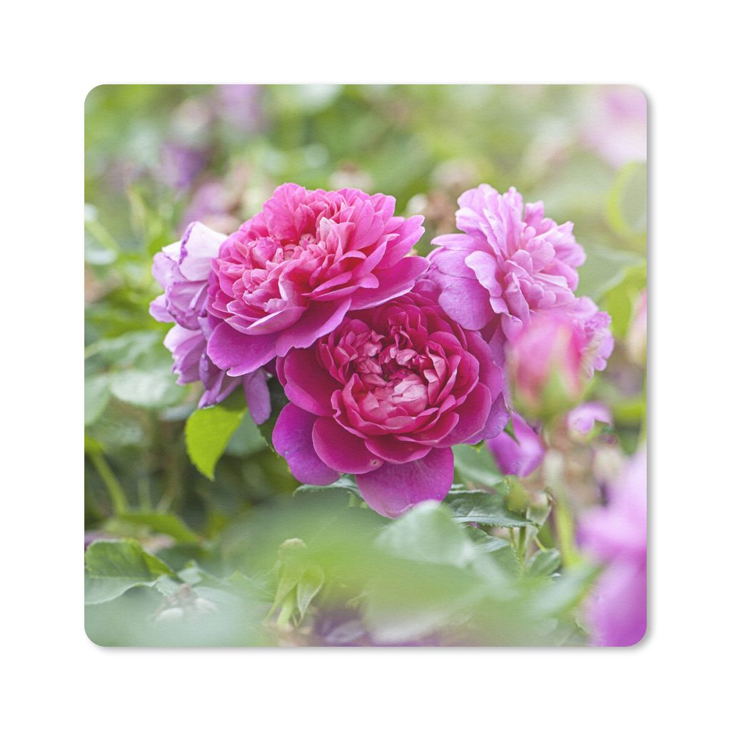 MuchoWow Mauspad Mousepad Rosa Rosen wachsen auf dem Lande 30x30 cm - Mousepads - Maus Mat - Pad - Mausunterlage - Gaming