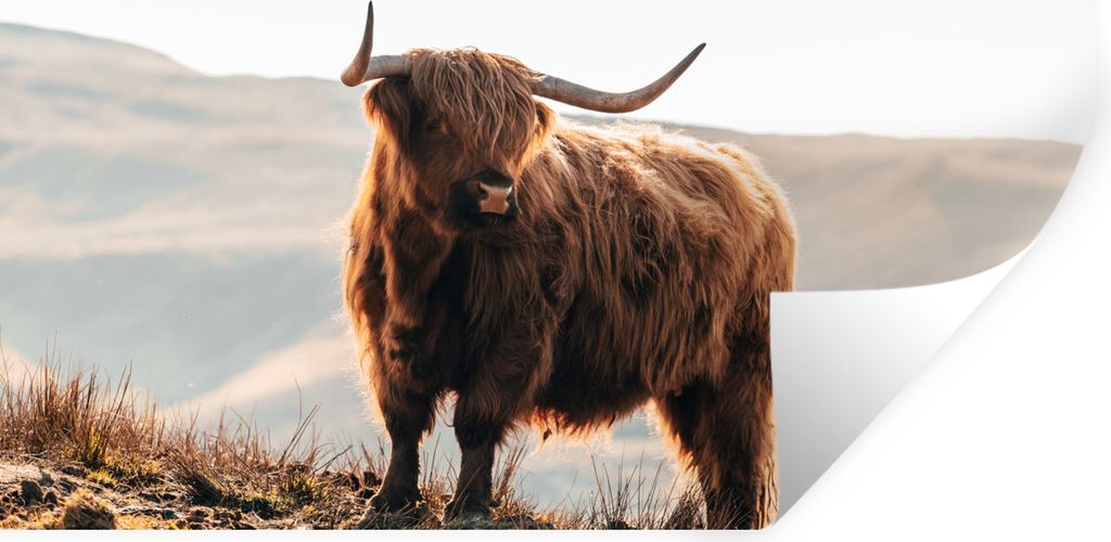 MuchoWow Wandtattoo Wandsticker Wandaufkleber Schottische Highlander - Tiere - Ländlich - Landschaft - Kuh - Natur 120x60 cm Selbstklebend und R...