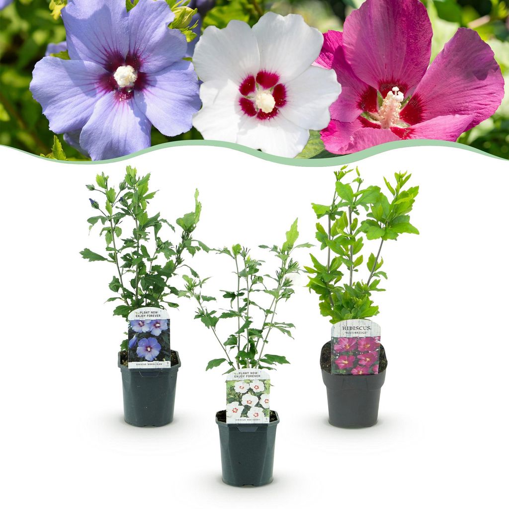 Green boutiQ - Heesters - Hibiscus syriacus Tricolour - Image du produit 