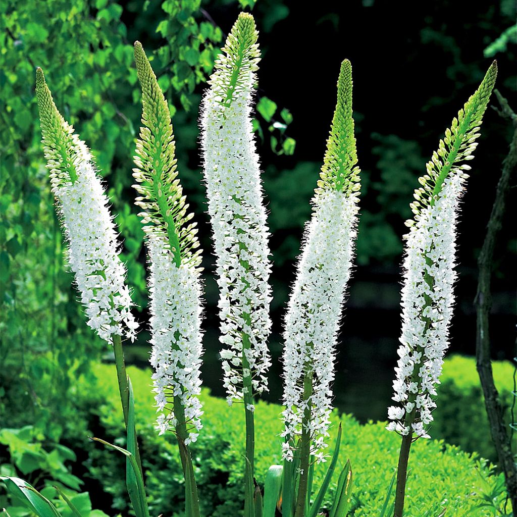 Eremurus Steppenkerze Wüstenschweif Lilienschweif White Produktbild 
