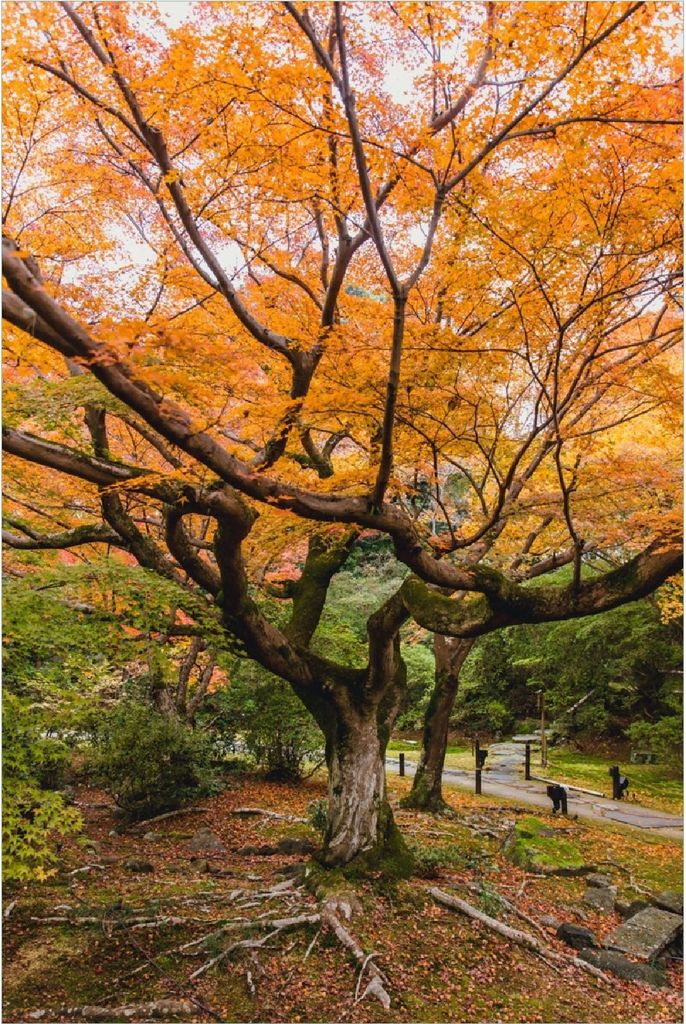 Wallario Poster - Gelber Ahornbaum im Herbst in Japan, Kunstdruck Größe: 100 x 150 cm