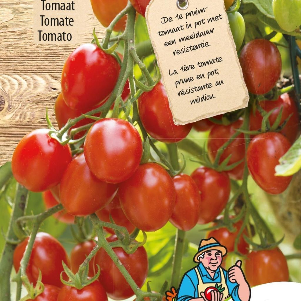 Romello F1 Tomatensamen – Züchten Sie saftige, reichhaltige Produktbild 