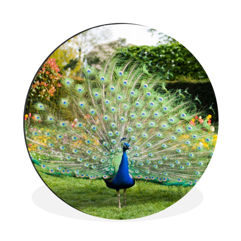 MuchoWow Aluminium Wandkreis Pfau - Federn - Garten Ø 30 cm Wanddeko Modern Wohnzimmer - Wand Bild - Wohnzimmer - Runde Bilder - Alubilder - Kun...