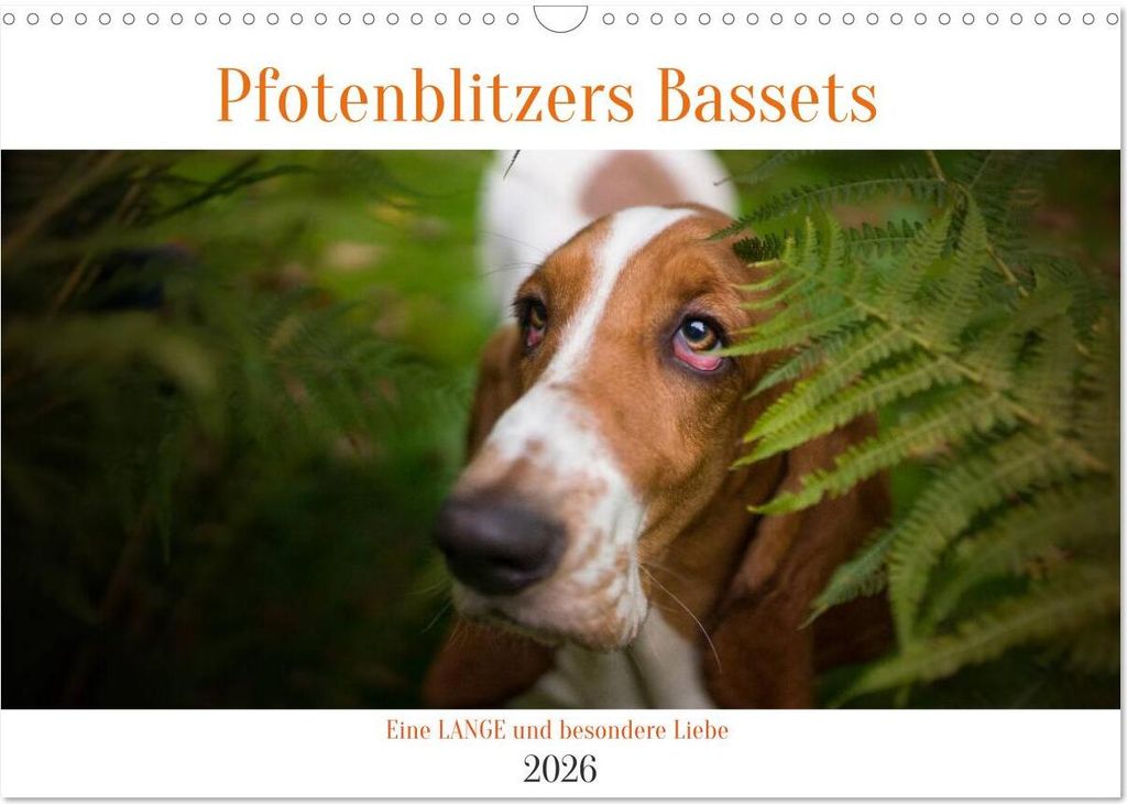 Der Basset, eine LANGE und besondere Liebe (Wandkalender 2026 DIN A3 quer), CALVENDO Monatskalender