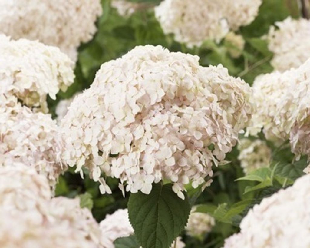 Hortenzie arb. candybelle Marshmallow'® - hortenzie 50- 60 Obrázok produktu 