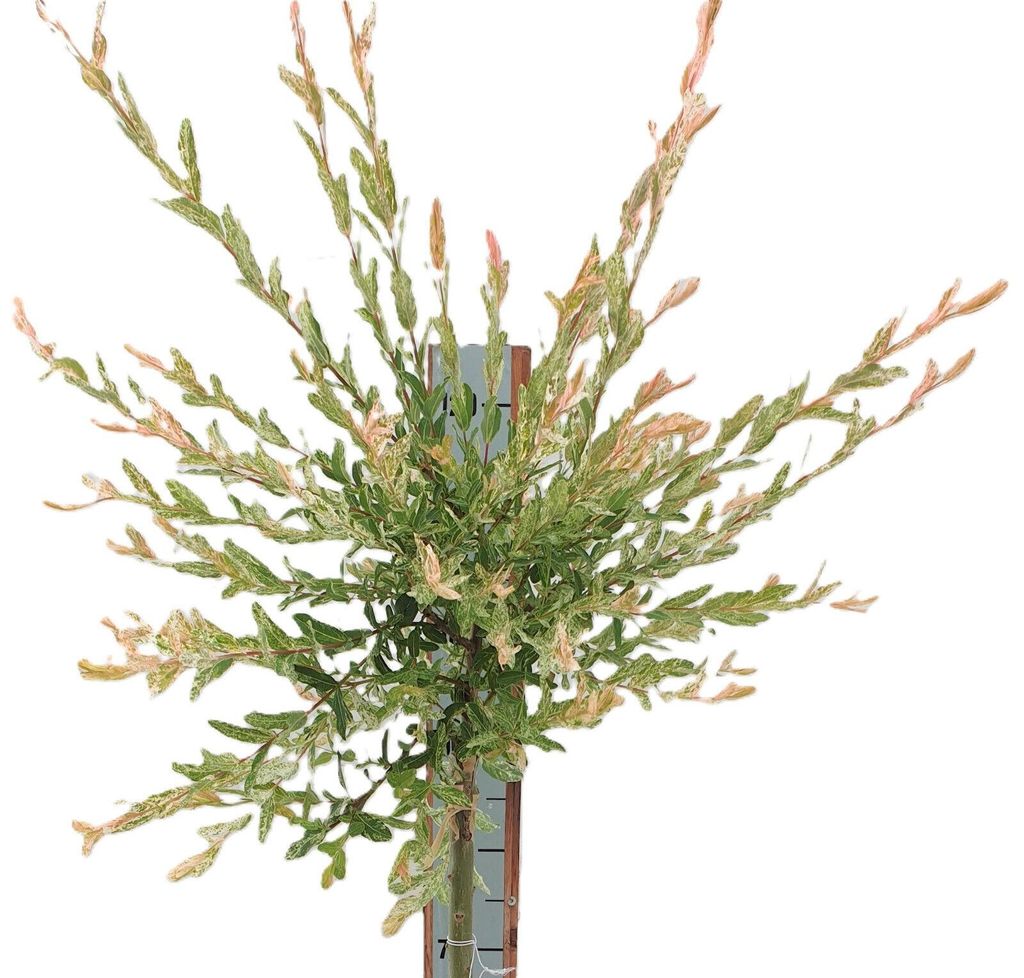 Harlekinweide / Zierweide - Salix Nishiki - Hochstamm 125 - 150 cm