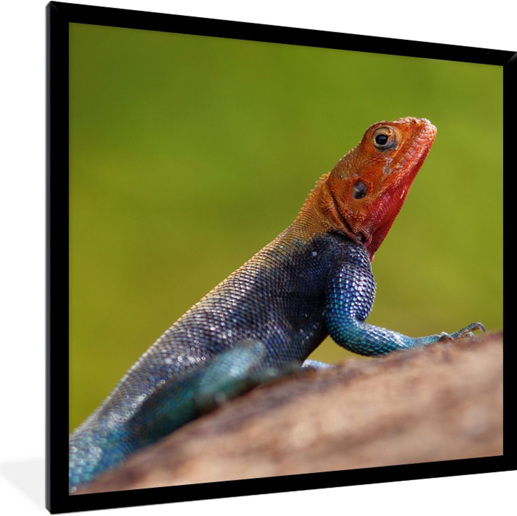 MuchoWow Gerahmtes Poster Eine Nahaufnahme einer männlichen rötlichen Eidechse 40x40 cm - Poster mit Schwarzem Bilderrahmen Wandposter Rahmen F...