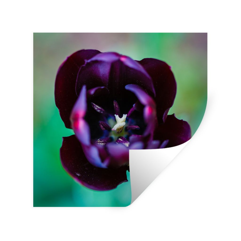 MuchoWow Wandtattoo Wandsticker Wandaufkleber Perfekte lila Tulpe 30x30 cm Selbstklebend und Repositionierbar - Repositionierbar - Wasser abweisend