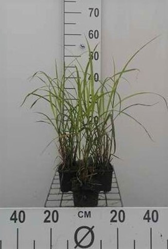 6 x Miscanthus sin. 'Strictus Dwarf' - Chinaschilf - Topf 9 x 9 cm