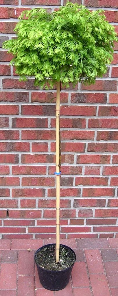 Metasequoia "Matthaei Broom", Kugel-Mammutbaum - Stämmchen