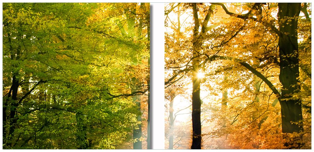 Wallario 2er Set Wandbilder aus Acryl, 50 x 50 cm, freischwebende Optik - Sonnenuntergang im Herbstwald