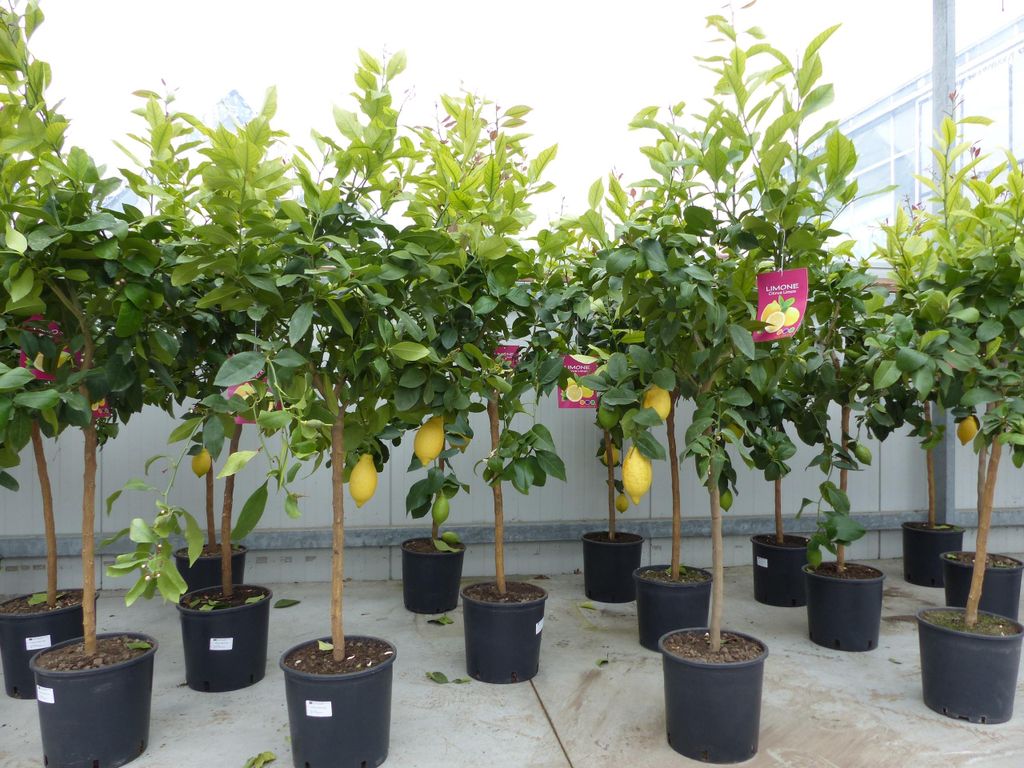 Zitrus Zitronenbaum Zitrone Citrus Limon Limone 140 - 160 Produktbild 