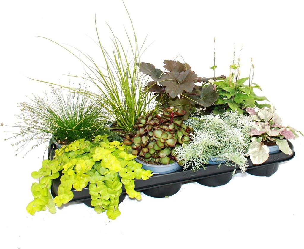 Bunte Herbst-Staudenmischung „Herbstzauber“ – 8 Produktbild 