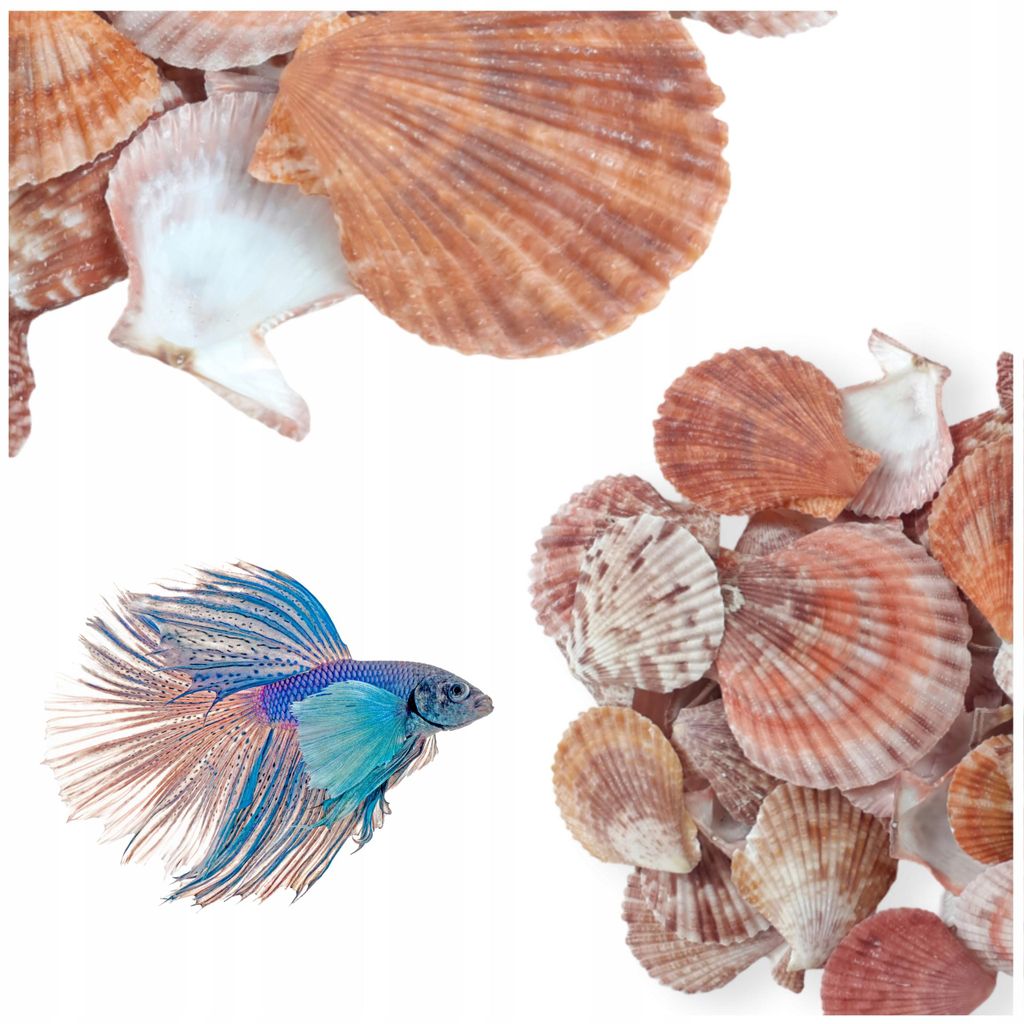 Aquarium Deko, Dekorationsmuscheln Aquarium 100 g, Bunt Mix Produktbild 