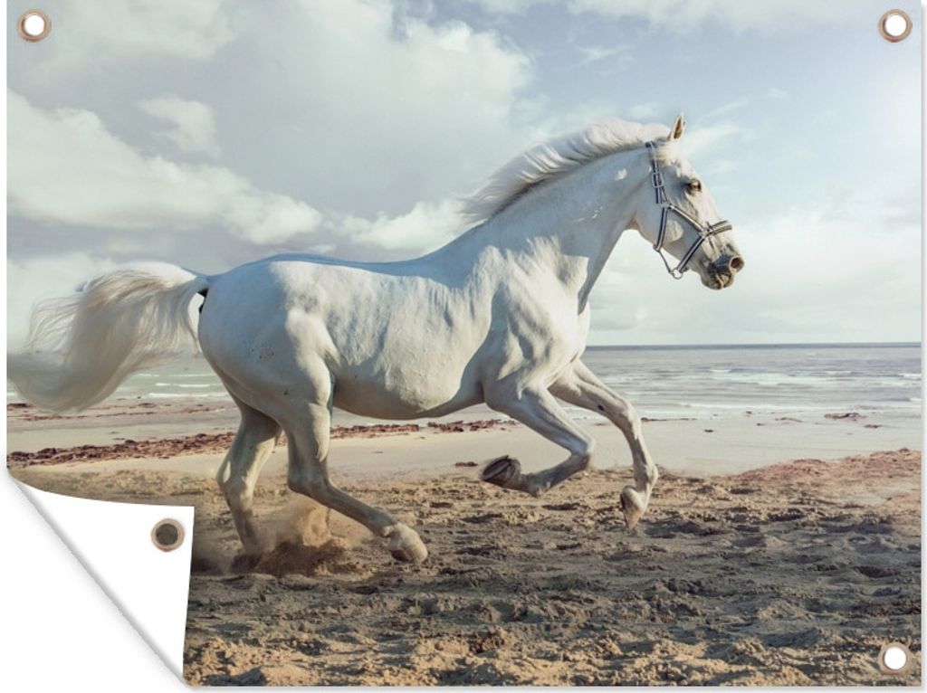 MuchoWow 80x60 cm Outdoor-Poster Gartendeko Sichtschutz Garten Poster für den Garten Pferde - Lipizzaner - Sand - Meer