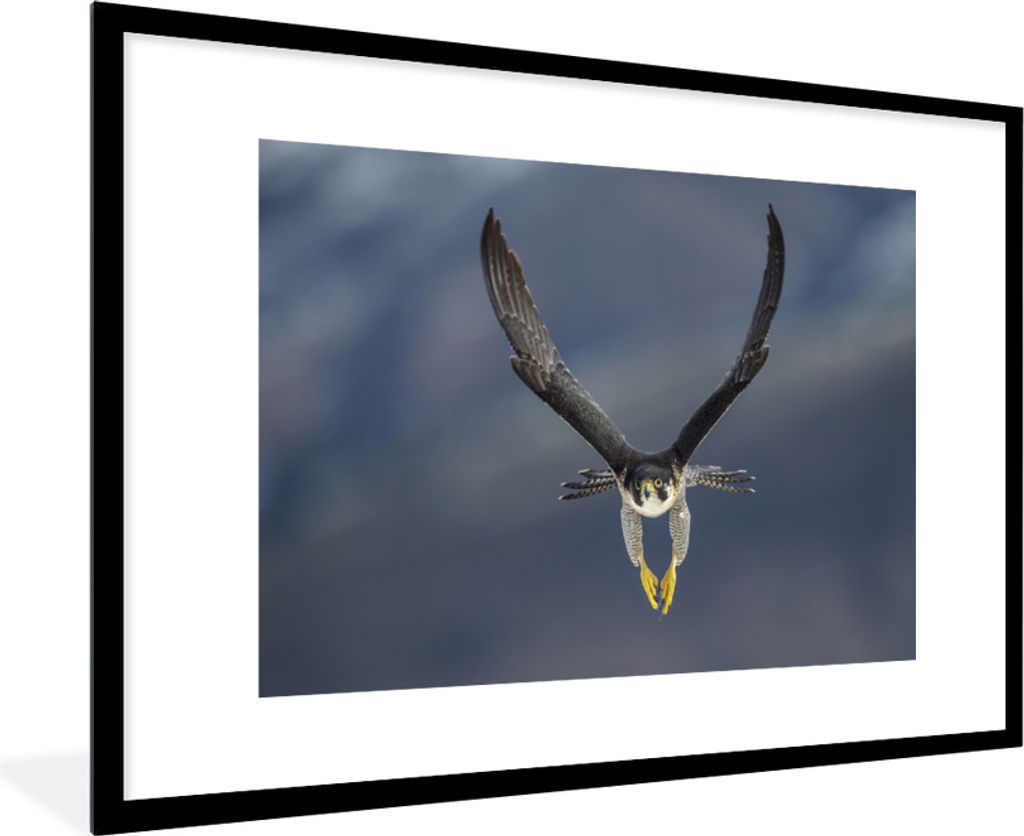 MuchoWow Gerahmtes Poster Wanderfalke - Vogel - Federn 90x60 cm - Poster mit Schwarzem Bilderrahmen Wandposter Rahmen Foto Bilder - Wanddekoratio...