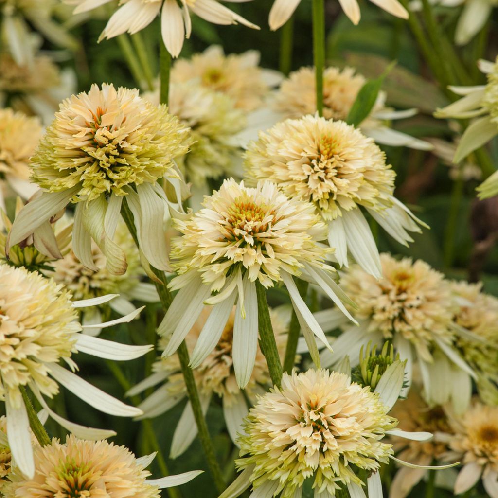 Echinacea Staude Sommerblume Garten Zierpflanze Sonnenhut Eccentric Yellow 1 St.