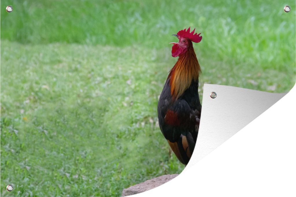 MuchoWow 60x40 cm Outdoor-Poster Gartendeko Sichtschutz Garten Poster für den Garten Ein Bankivahoen in einem grünen Garten