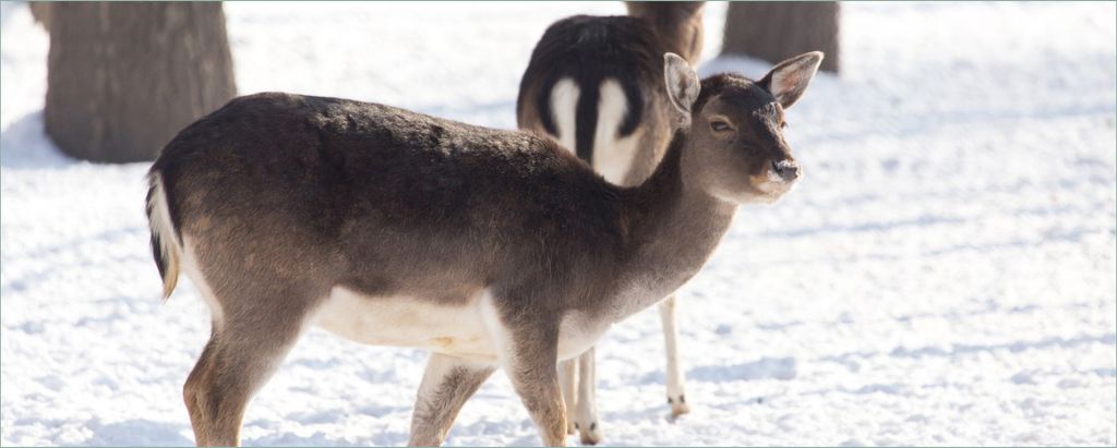 Wallario Poster - Zwei junge Elche im Schnee in Arizona - Amerika, Kunstdruck Größe: 50 x 125 cm