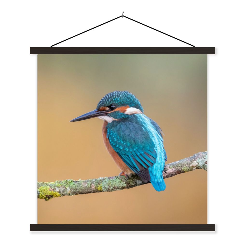 MuchoWow Textilposter Vogel - Eisvogel - Tiere - Zweig 120x120 cm mit schwarzem Rahmen - Aufhängungsset