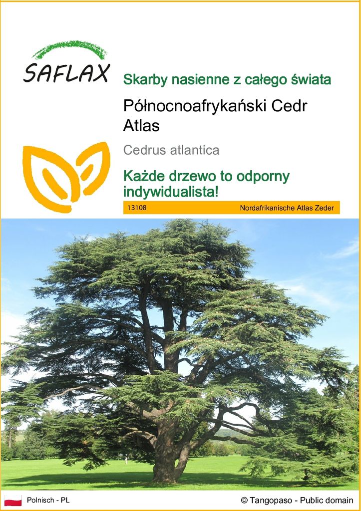 SAFLAX - Północnoafrykański Cedr Atlas - 20 Nasiona - Zdjęcie produktu 