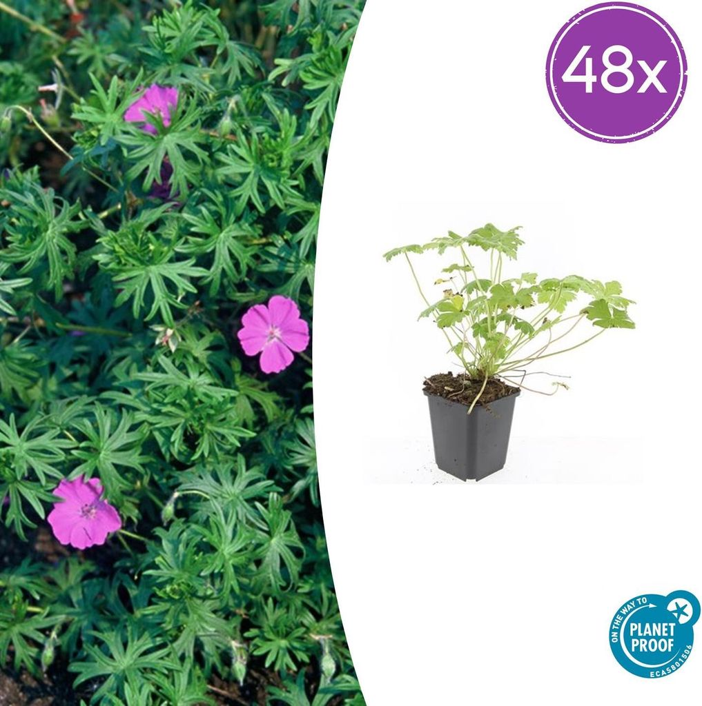 Geranie 'Tiny Monster' | 48 Stück - 10-25cm - Ø9cm - Gartenpflanze