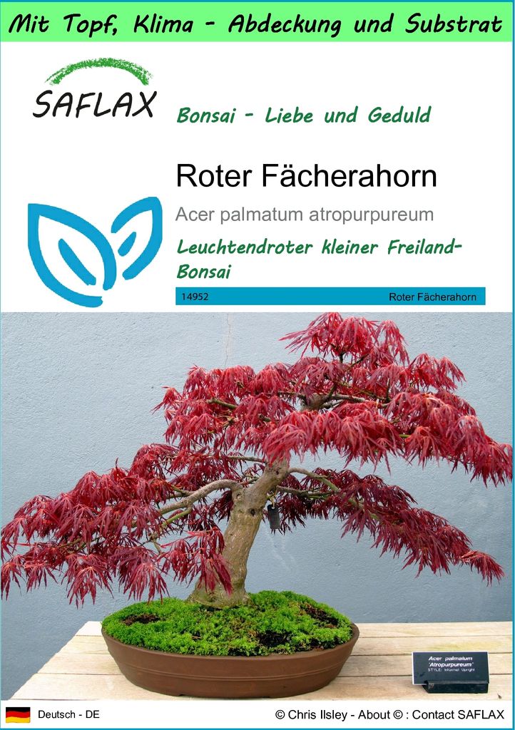 SAFLAX Garden to go - Roter Fächerahorn - Acer palmatum atropurpureum - 20 Samen - Mit Topf, Klima - Deckel und Anzuchtsubstrat