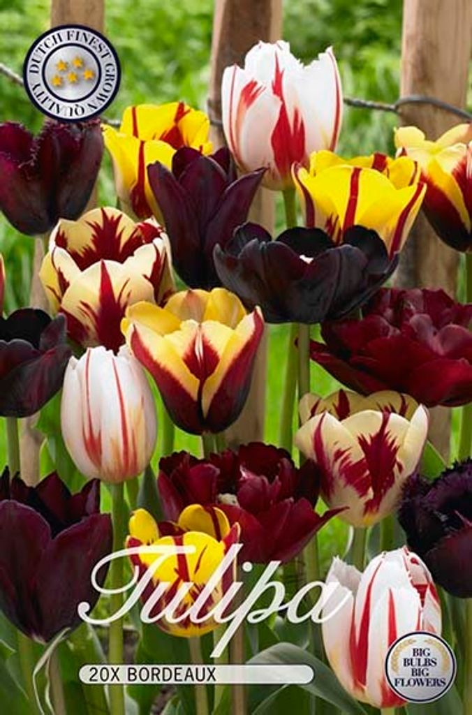Tulpe Bordeaux (20 Stück) | Tulpenzwiebeln von Sam van Produktbild 