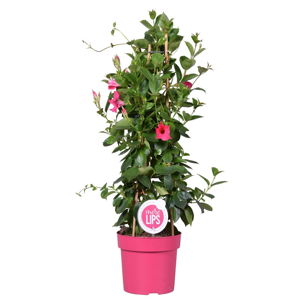 Mandevilla - Chilenische Jasminpyramide Pink | Kaufland.de