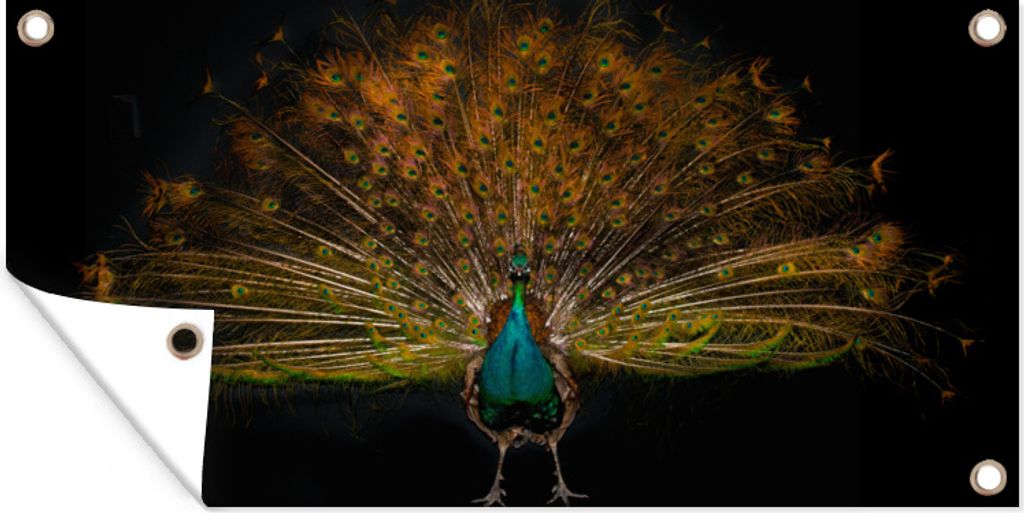 MuchoWow 60x30 cm Outdoor-Poster Gartendeko Sichtschutz Garten Poster für den Garten Pfau - Federn - Nacht