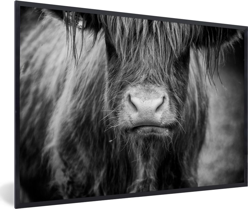 MuchoWow MuchoWow Gerahmtes Poster Schottisches Hochlandrind - Haare - Tiere 90x60 cm - Poster mit zchwarzem Bilderrahmen - Fotorahmen - Foto-P...
