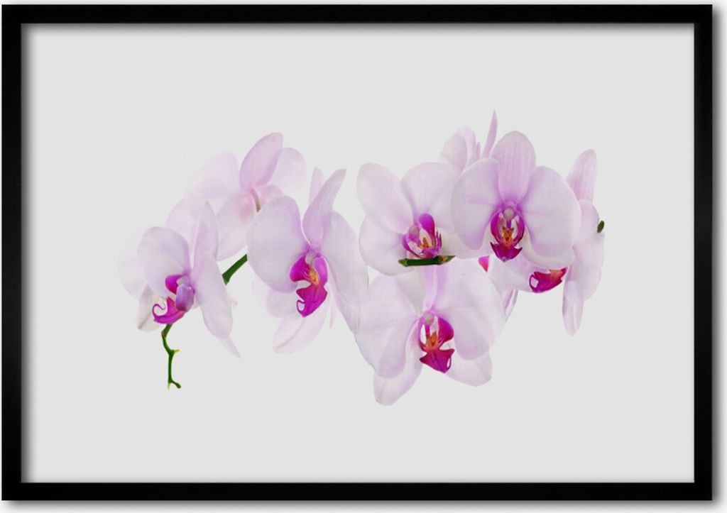 Bild 100x70 MDF-Rahmen Wandkunst Blumen Pflanzen Natur
