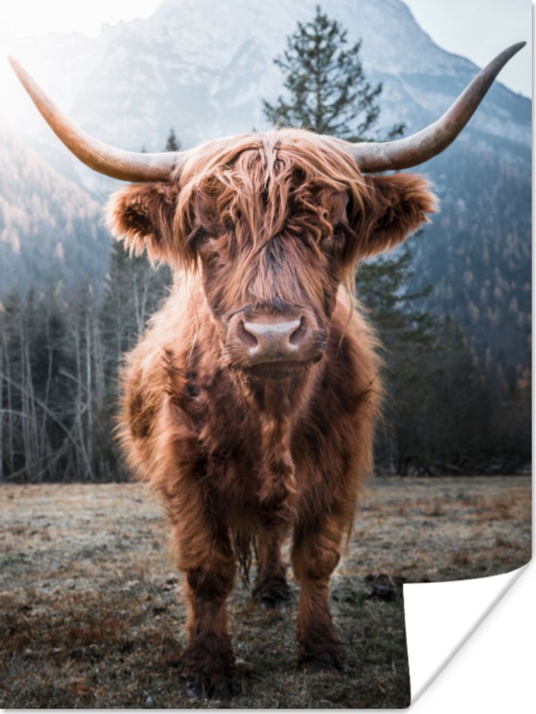 MuchoWow Poster Schottischer Highlander - Tiere - Porträt 120x160 cm - Wandbilder