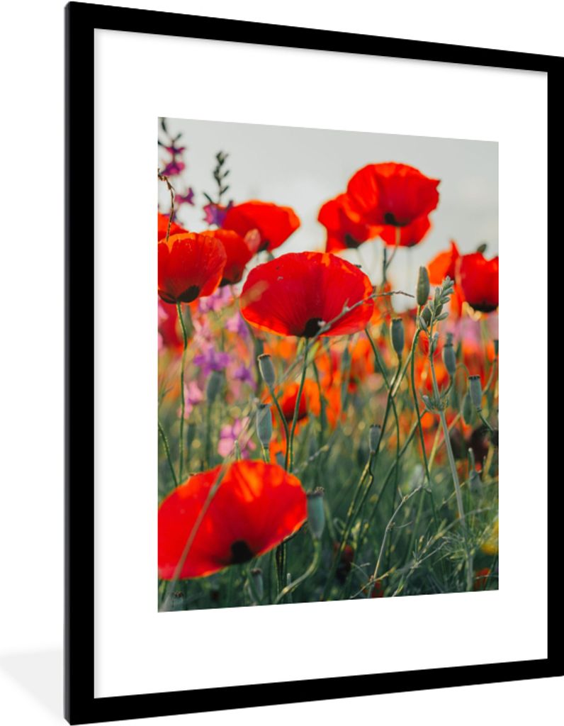 MuchoWow Gerahmtes Poster Mohn - Blumen - Rot - Lila - Wiese 60x80 cm - Poster mit Schwarzem Bilderrahmen Wandposter Rahmen Foto Bilder - Wohnzim...